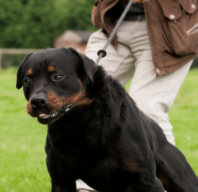Como passear sem o cachorro puxar Latidos e Lambidas Capa Web Stories