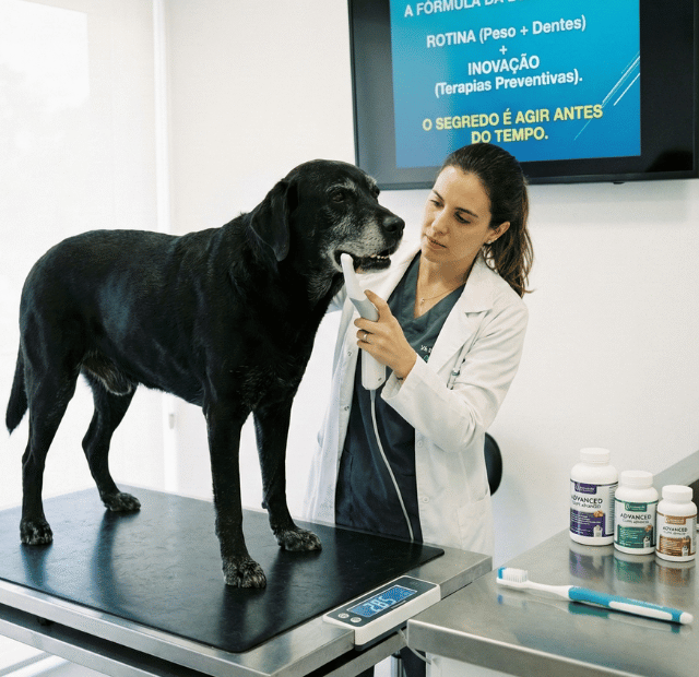 Como posso aumentar a longevidade do meu cachorro Latidos e Lambidas Capa Web Stories