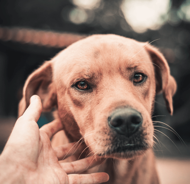 Como posso reconquistar a confiança do meu cachorro Latidos e Lambidas Capa Web Stories