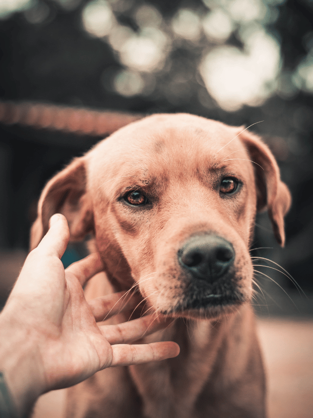 Como posso reconquistar a confiança do meu cachorro?