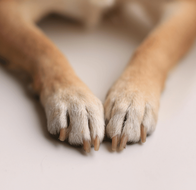 Como posso saber se o chão está quente para o meu cão Latidos e Lambidas Capa Web Stories