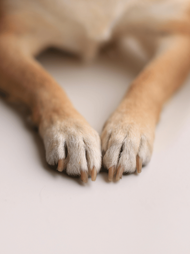 Como posso saber se o chão está quente para o meu cão?