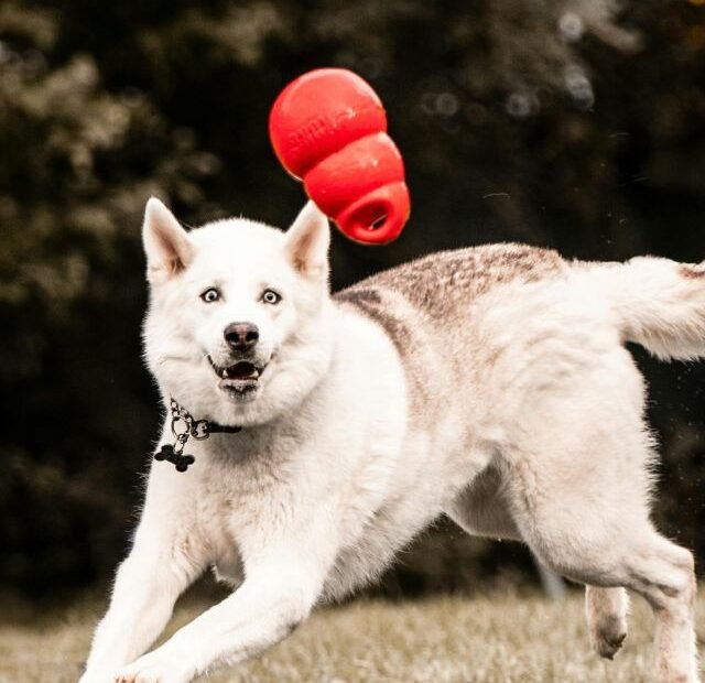 Como ter brinquedos que duram anos na boca do seu cão Latidos e Lambidas Capa Web Stories