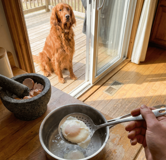 Como ter um cão com pelo de capa de revista usando o ovo na ração Latidos e Lambidas Capa Web Stories