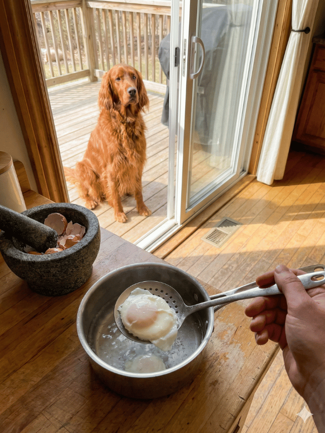 Como ter um cão com pelo de capa de revista usando o ovo na ração?