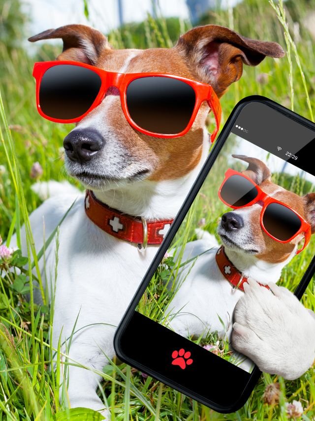 Como tirar fotos de capa de revista do seu cachorro?