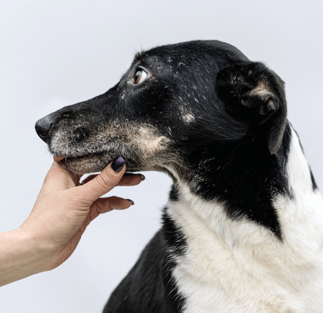 Como tirar o cheiro de podre da boca do cachorro Latidos e Lambidas Capa Web Stories