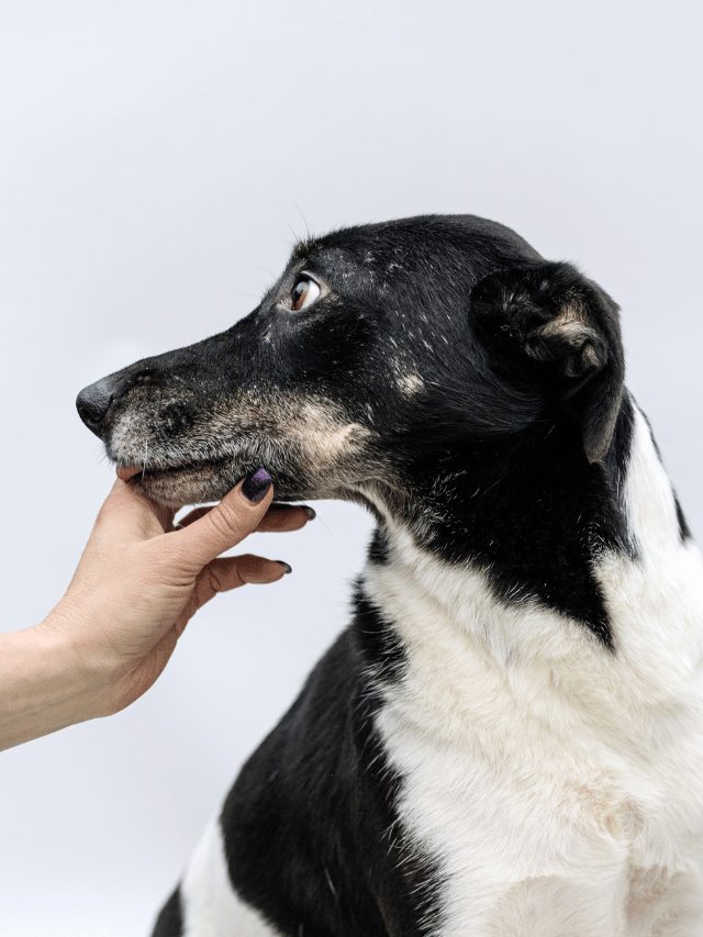 Como tirar o cheiro de podre da boca do cachorro?