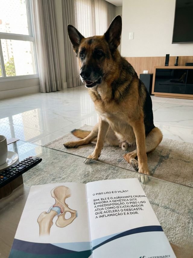 Displasia Coxofemoral: O piso liso da sua casa é o vilão?