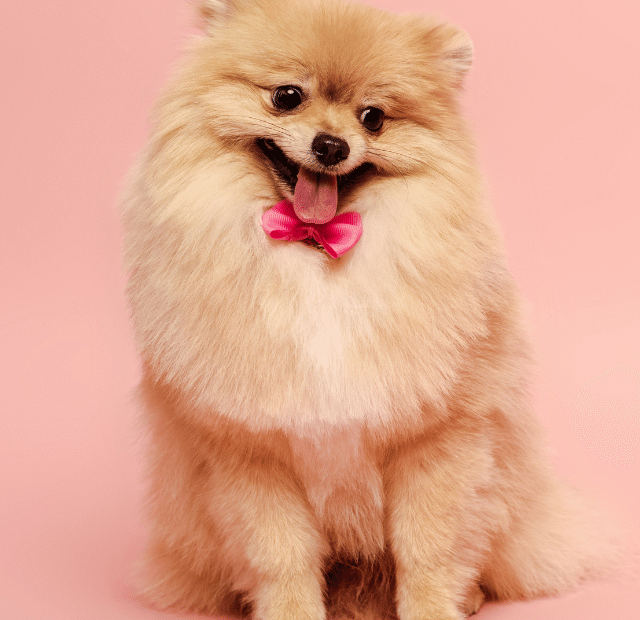 Dono de uma pelagem invejável, ele é um dos mais alegres cães, Latidos e Lambidas Capa Web Stories