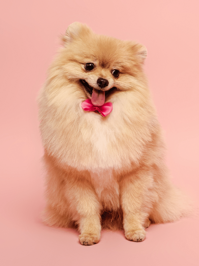 Dono de uma pelagem invejável, ele é um dos mais alegres cães