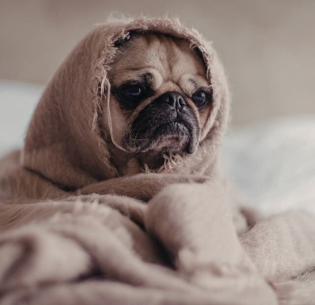 Focinho seco e quente, Mito ou sinal de febre real, Latidos e Lambidas Capa Web Stories