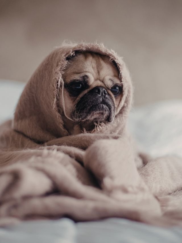 Focinho seco e quente: Mito ou sinal de febre real?