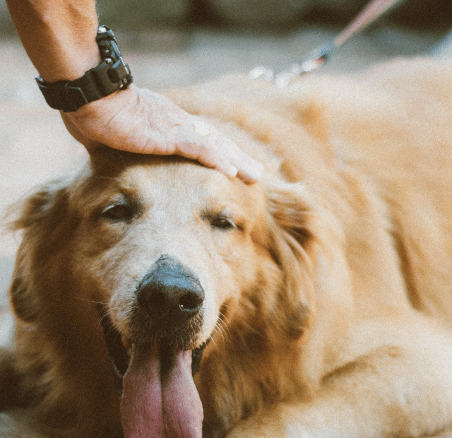 O que é bom para fortalecer um cachorro idoso Latidos e Lambidas Capa Web Stories