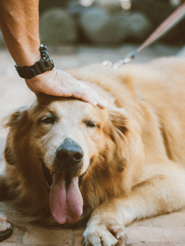 O que é bom para fortalecer um cachorro idoso?