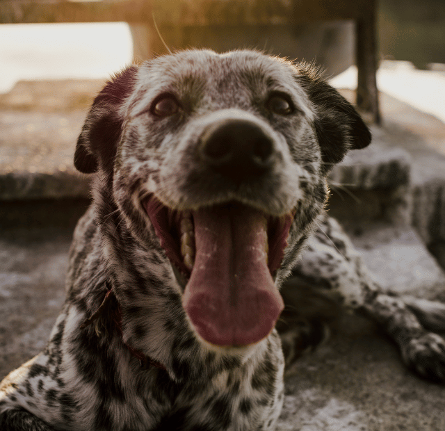 O que fazer quando o cachorro está ofegante e inquieto Latidos e Lambidas Capa Web Stories