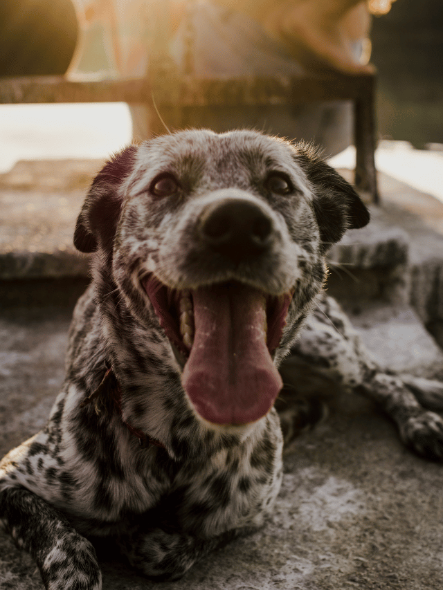 O que fazer quando o cachorro está ofegante e inquieto?