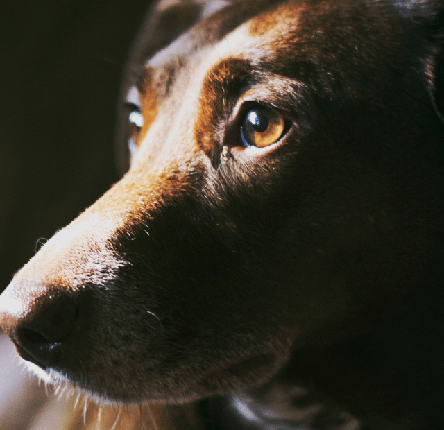 O que o xilitol pode causar no cachorro Latidos e Lambidas Capa Web Stories