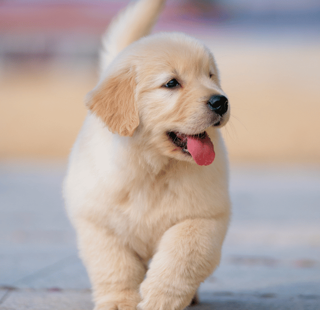 O que pode causar a respiração ofegante em um cachorro Latidos e Lambidas Capa Web Stories