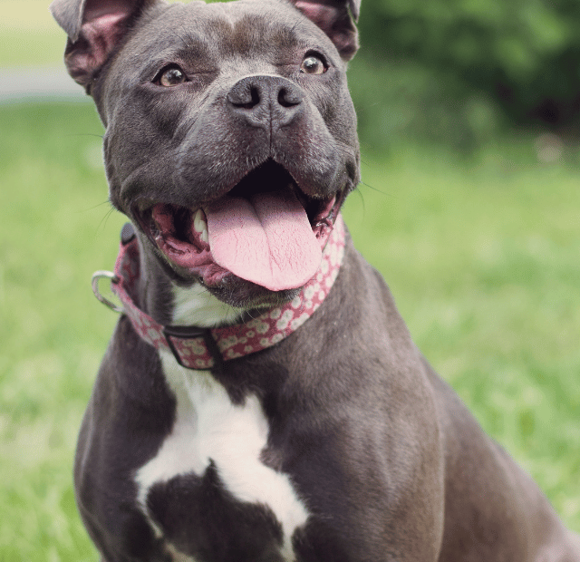 O que pode ser quando o cachorro fica ofegante Latidos e Lambidas Capa Web Stories