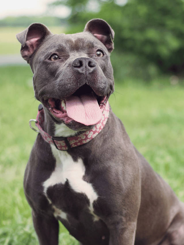 O que pode ser quando o cachorro fica ofegante?