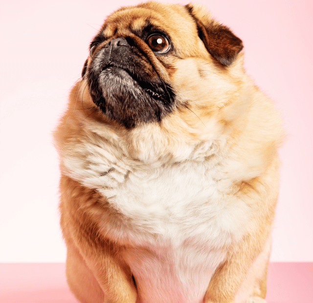 Obesidade canina Você está matando seu cão Latidos e Lambidas Capa Web Stories