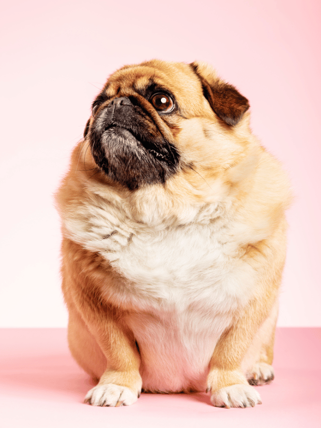 Obesidade canina: Você está matando seu cão?