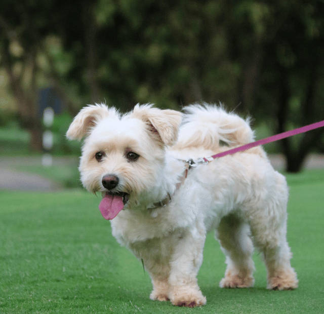 Puxões na guia da coleira, conheça os perigos, Latidos e Lambidas Capa Web Stories