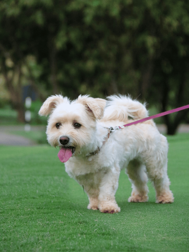 Puxões na guia da coleira: conheça os perigos