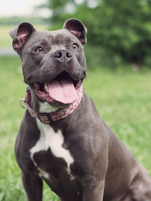 Qual a importância do enriquecimento ambiental para cães?