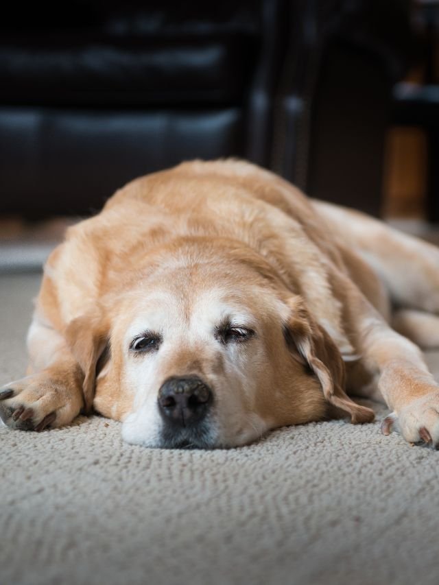 Qual idade o cão é considerado idoso?