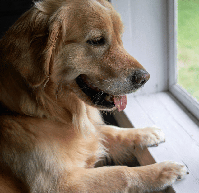 Quando o cachorro fica como se estivesse cansado Latidos e Lambidas Capa Web Stories