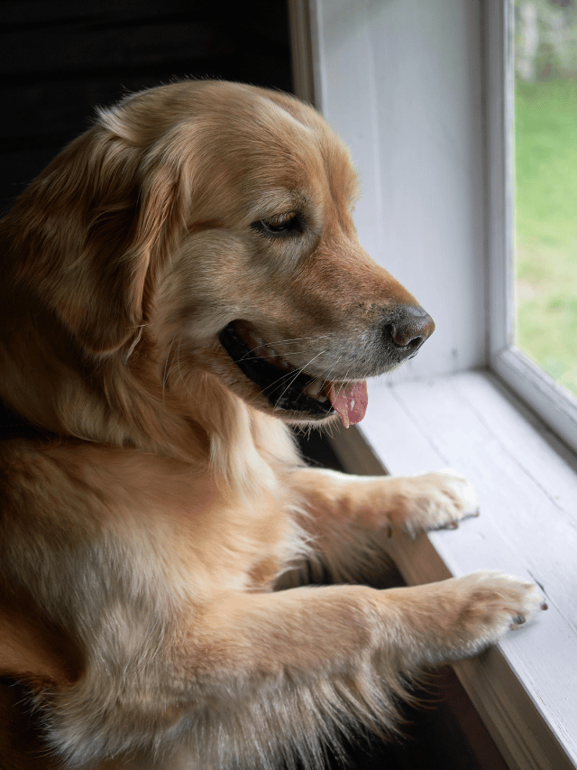 Quando o cachorro fica como se estivesse cansado?
