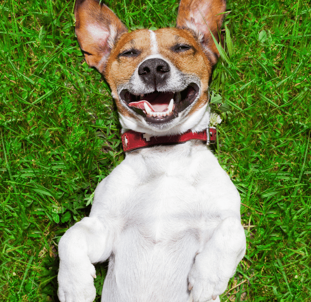 Quando o cachorro fica inquieto, o que pode ser Latidos e Lambidas Capa Web Stories