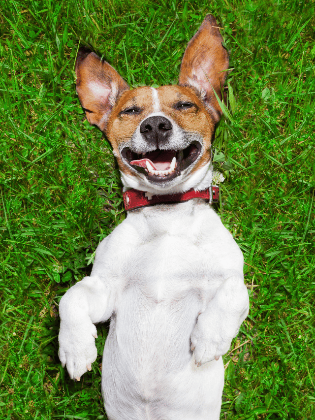 Quando o cachorro fica inquieto, o que pode ser?