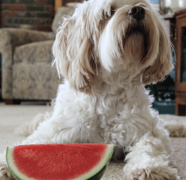 Quanto de melancia posso dar para meu cachorro Latidos e Lambidas Capa Web Stories