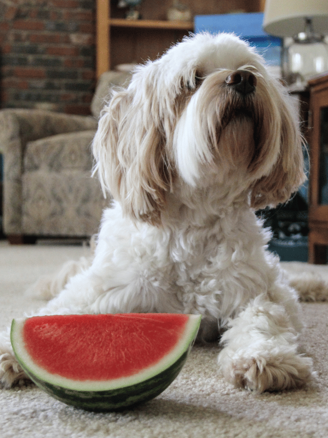Quanto de melancia posso dar para meu cachorro?