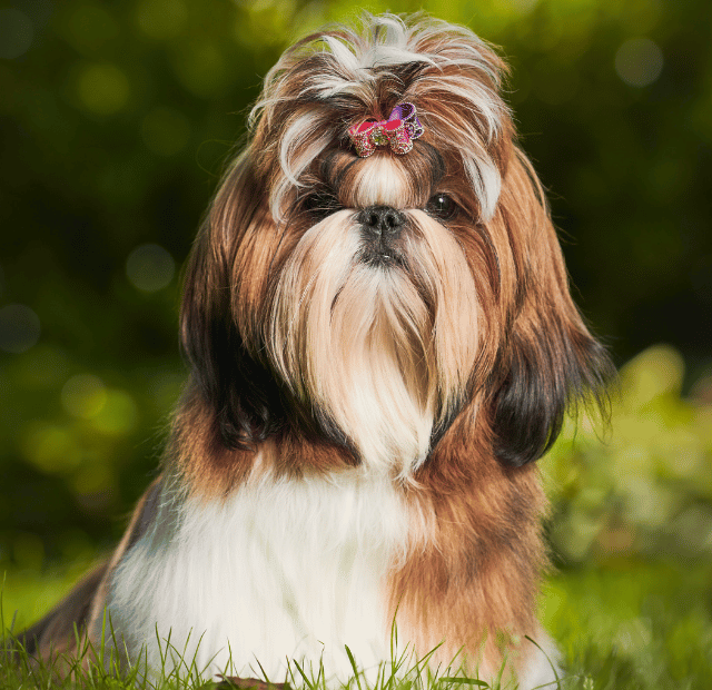 Que tal ter um pet fofo e bem alegre, Latidos e Lambidas Capa Web Stories