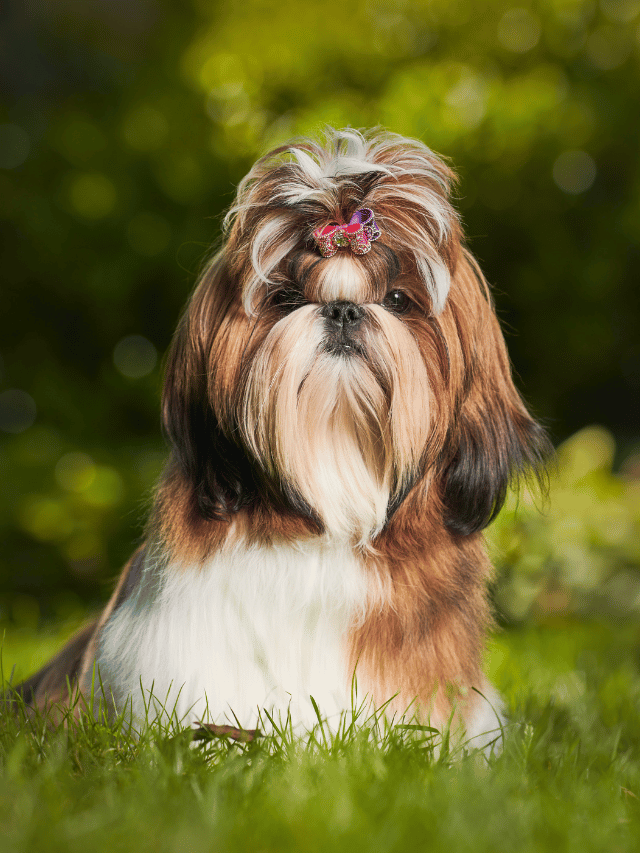 Que tal ter um pet fofo e bem alegre?