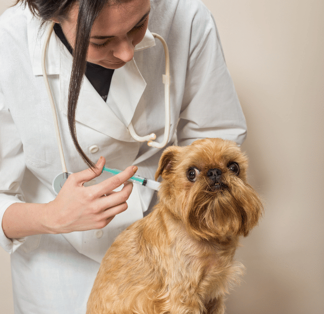 Tem problema atrasar vacina de cachorro 12 Latidos e Lambidas Capa Web Stories