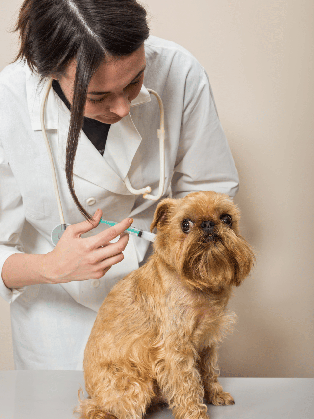 Tem problema atrasar vacina de cachorro?