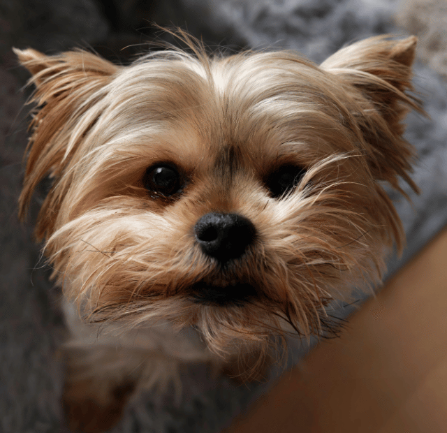 Yorkshire, Pequeninos e cheio de amor para dar, Latidos e Lambidas Capa Web Stories