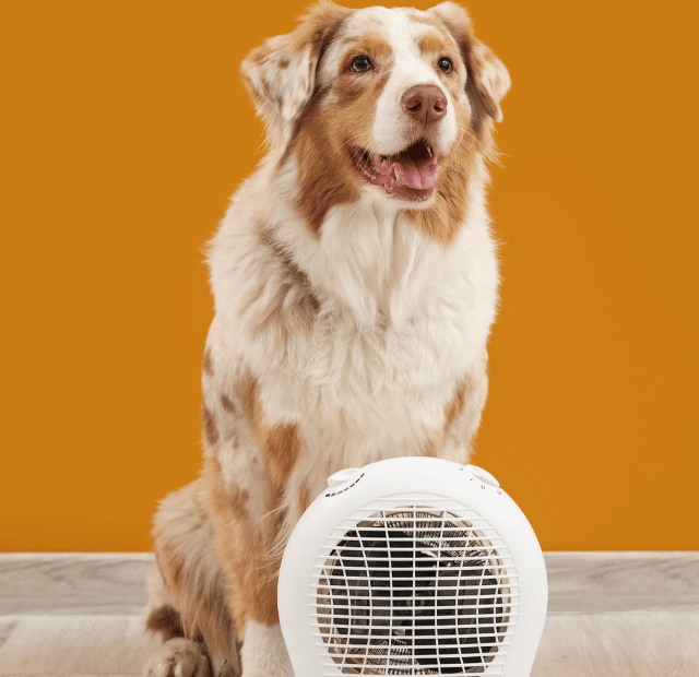 A temperatura da casa afeta o cachorro, Latidos e Lambidas Capa Web Stories