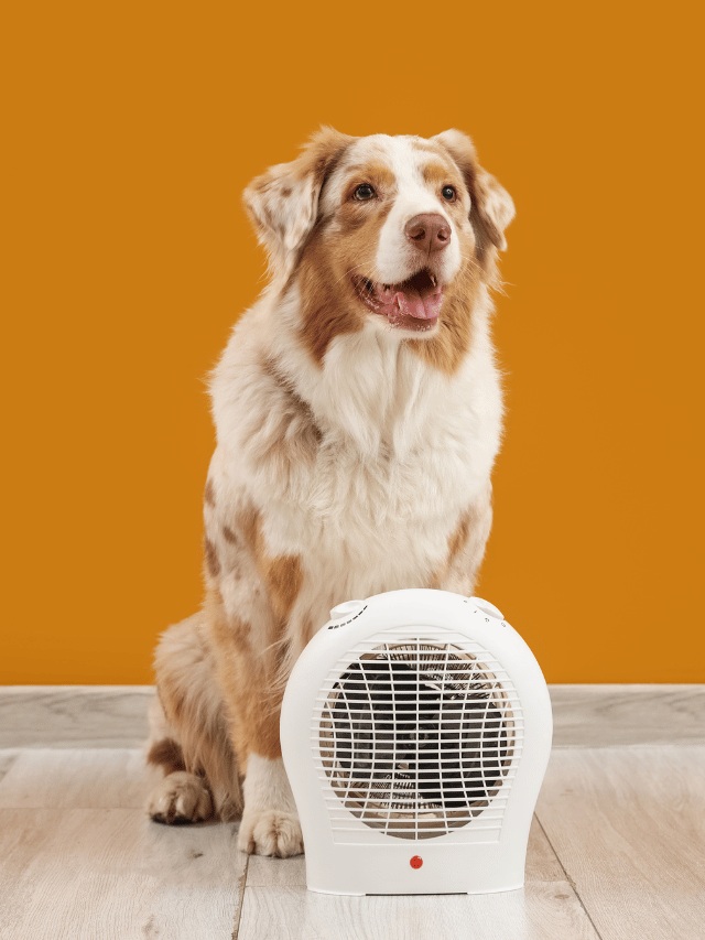 A temperatura da casa afeta o cachorro?