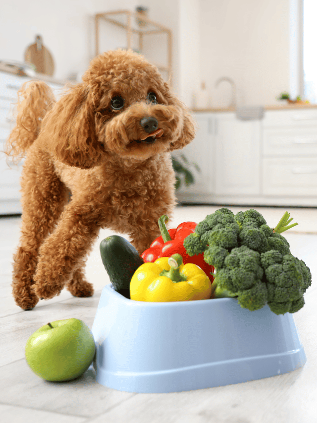 Alimentação natural para cães: vale a pena?