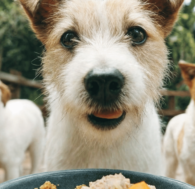 Alimentos perigosos para cães que parecem inofensivos, Latidos e Lambidas Capa Web Stories