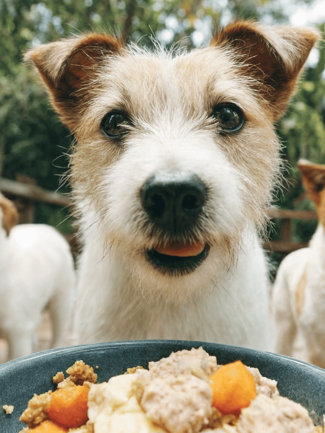 Alimentos perigosos para cães que parecem inofensivos