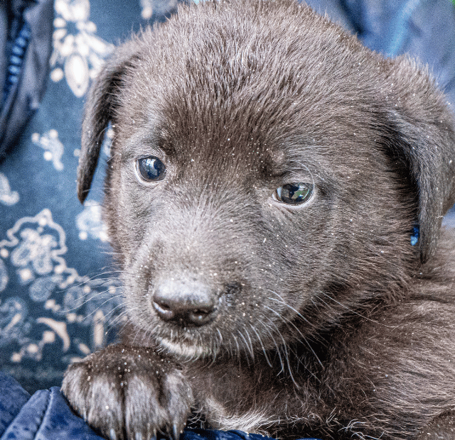 Até quando o filhote faz xixi no lugar errado, Latidos e Lambidas Capa Web Stories