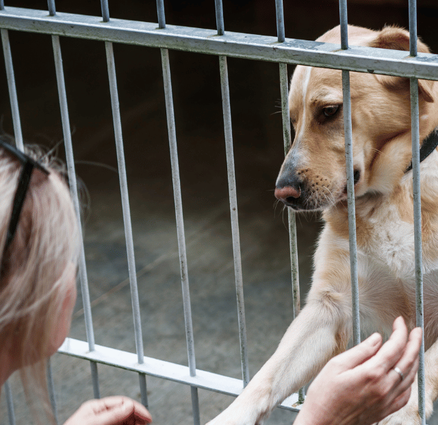Cachorro adotado cria vínculo rápido, Latidos e Lambidas Capa Web Stories