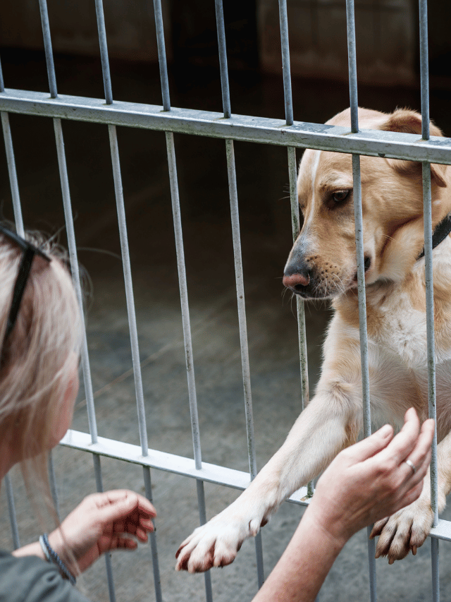 Cachorro adotado cria vínculo rápido?